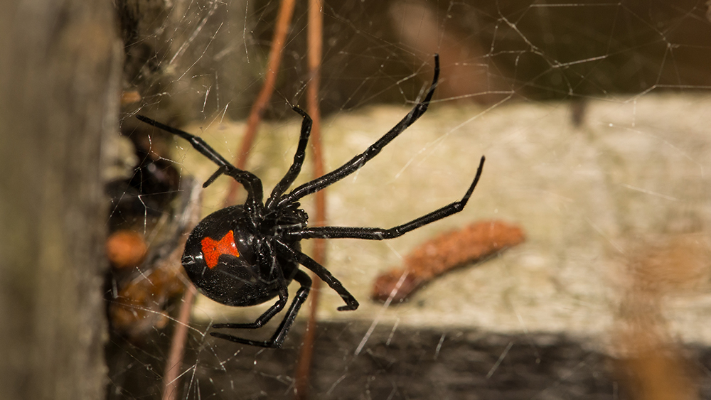 Black shop widow web